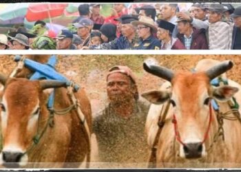 Pacu Jawi digelar selama 4 pekan di Tanah Datar, Bupati Eka Putra: Wadah pelestarian tradisi, adat dan budaya