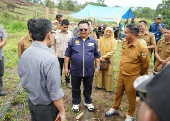 Dukung Ketahanan Pangan Nasional, Pemkab Solok Selatan kembangkan tanaman sorgum di lokasi percontohan Sungai Salak, Sangir
