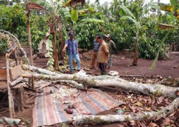 Seorang Warga Tewas Tertimpa Pohon Durian Akibat Angin Puting Beliung di Nagari Supayang