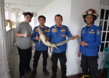 Damkar Kabupaten Solok Evakuasi Biawak 1,5 Meter dari Rumah Makan di Nagari Sumani