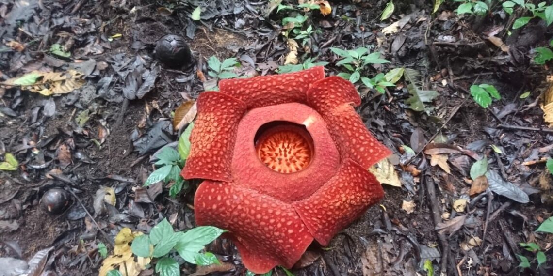 Sebanyak 27 Rafflesia Ditemukan di Saniang Baka Kabupaten Solok Sepanjang 2022, Ini Daftarnya