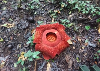 Sebanyak 27 Rafflesia Ditemukan di Saniang Baka Kabupaten Solok Sepanjang 2022, Ini Daftarnya