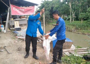 Sejak Januari hingga Desember 2022, 140 Kali Evakuasi Ditangani Damkar Kota Solok, Paling Banyak Ular