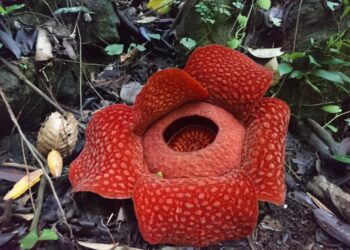 Dua Minggu Lagi, Bunga Rafflesia Diperkirakan akan Mekar di Saniang Baka