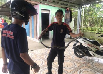 Warga Kota Solok Kaget Ular King Koros Masuk Rumah, Damkar Langsung Turun Tangan