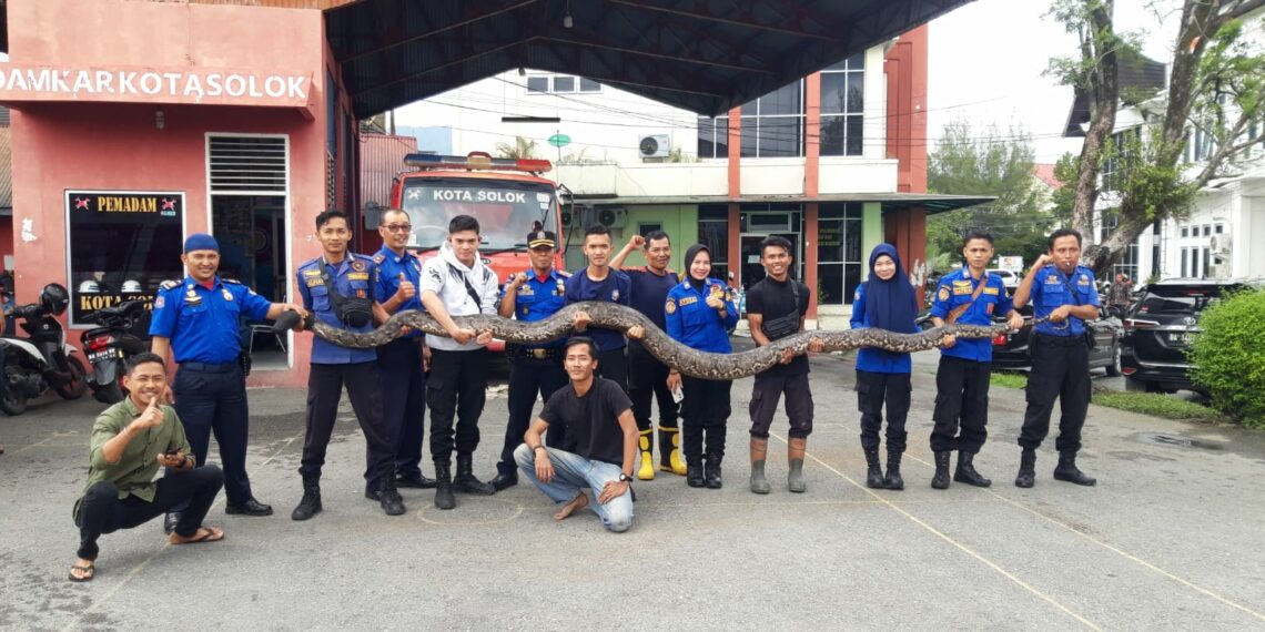 Seekor Ular Sawah 5,5 Meter dengan Bobot 130 kg Ditemukan Warga di Kota Solok