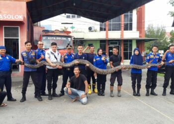 Seekor Ular Sawah 5,5 Meter dengan Bobot 130 kg Ditemukan Warga di Kota Solok