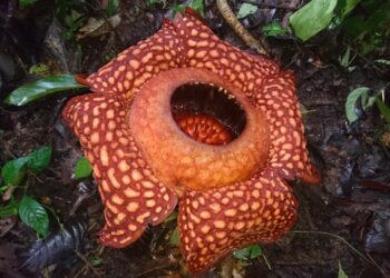 Rafflesia Mekar di Titik Gaduang Beo Saniang Baka, Kedua di Tahun 2023