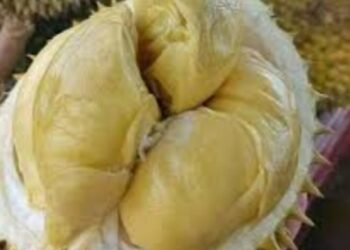 Pasar Durian Gantiang, Surganya Pecinta Durian di Padang