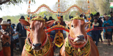 5 Hakekat Tradisi Giring Sapi Saat Nikahan di Sumatera Barat
