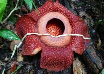 Dua Rafflesia Mekar Bersamaan di Saniang Baka, Diameter hingga 108 cm