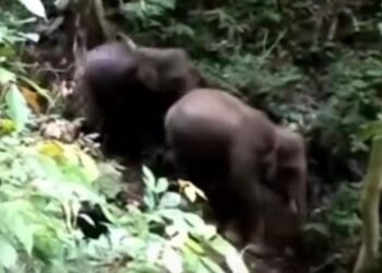 Sejarah, 2 Gajah Sumatera Ditemukan di Sijunjung. Begini Penampakannya