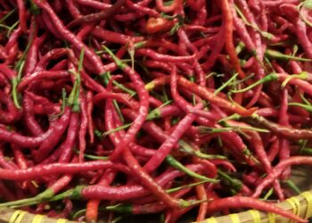 Harga Cabai di Solok Masih Tinggi, Perkilogram Dijual Rp 55 ribu