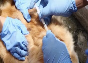 Kasus Rabies Agam Menurun, Distan Target 2000 Vaksinasi Tahun Ini