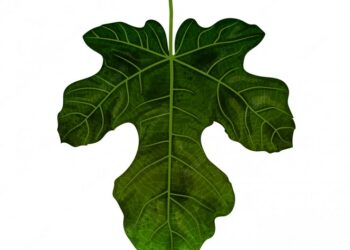 Fakta Menarik Tentang Daun Jarak untuk Kesehatan