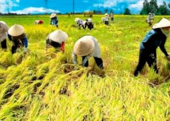 Nilai Tukar Petani Sumbar Sepanjang Januari 2023 Naik
