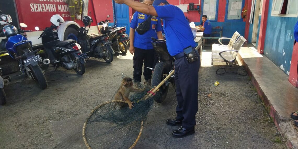 Tiga Bulan Resahkan Warga, Seekor Monyet Akhirnya Ditangkap Damkar Kota Solok