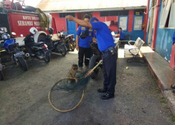 Tiga Bulan Resahkan Warga, Seekor Monyet Akhirnya Ditangkap Damkar Kota Solok