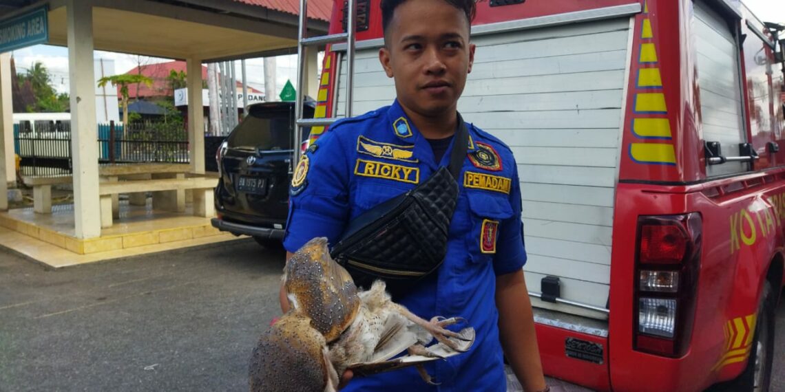 Dalam Keadaan Luka, Damkar Kota Solok Terima Seekor Burung Hantu dari Warga