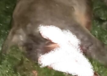 Dua Ekor Kerbau Milik Warga Diterkam Harimau Sumatera di Solok Selatan