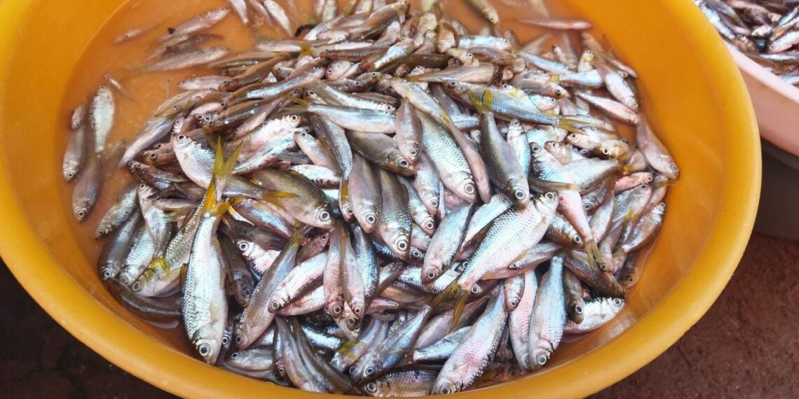 Ini Dia Empat Menu Rekomendasi Olahan Ikan Bilih untuk Buka Puasa, Bikin Nambah Nasi!