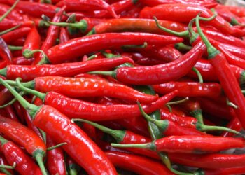 BPS Catat Kenaikan Harga Cabai Merah Jadi Penyumbang Inflasi Sumbar pada Februari 2023