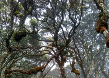 Jelajahi Kecantikan Hutan Lumut Gunung Singgalang di Tengah Jalur Pendakian