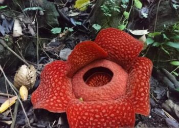 Rafflesia yang Mekar di Saniang Baka Diharapkan dapat Menjadi Ekowisata
