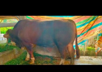 Miliki Bobot 850 kg, Sapi Kurban Bupati jadi yang Terbesar di Kabupaten Solok