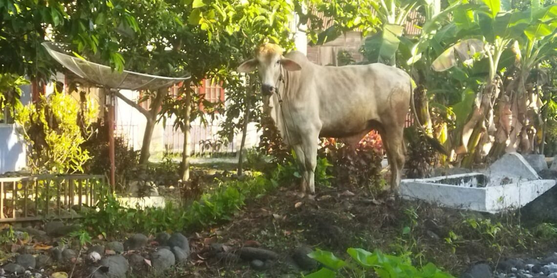 Warga Panik, Sapi Kurban yang Hendak Disembelih Mengamuk dan Kabur hingga ke Pemakaman Warga di Saniang Baka