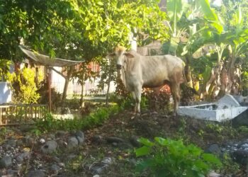 Warga Panik, Sapi Kurban yang Hendak Disembelih Mengamuk dan Kabur hingga ke Pemakaman Warga di Saniang Baka