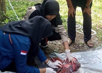 Dispangtan Padang Panjang Lakukan Pemeriksaan Antemortem Daging Kurban