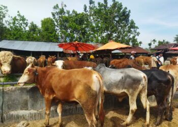 Jelang Idul Adha, 1.000 Ekor Sapi Diperkirakan Masuk ke Pasar Ternak Muaro Paneh Solok