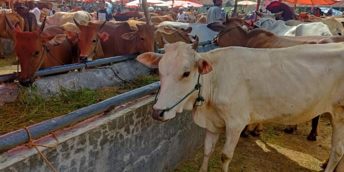 Kabupaten Solok Kerahkan Empat Unit Puskeswan untuk Pemeriksaan Hewan Kurban