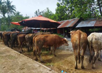 Pedagang Sebut Peminat Hewan Kurban Menurun, Ini Kata Dinas Pertanian Kabupaten Solok