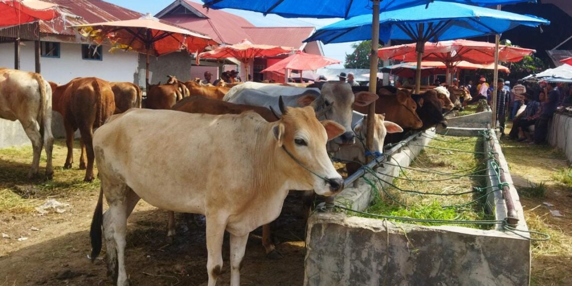 Kebutuhan Hewan Kurban Kabupaten Solok Diperkirakan Meningkat 10 Persen