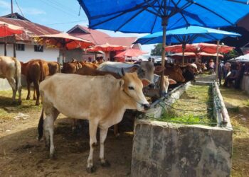 Kebutuhan Hewan Kurban Kabupaten Solok Diperkirakan Meningkat 10 Persen