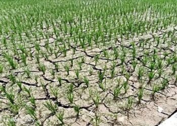 Hasil Pertanian dan Tanaman Terancam Dampak El Nino, Distan Padang Siapkan Antisipasi dan Strategi Untuk Petani