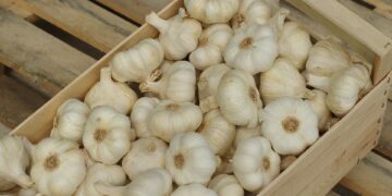 Pantas Harga Bawang Putih Meroket, Masih Impor!