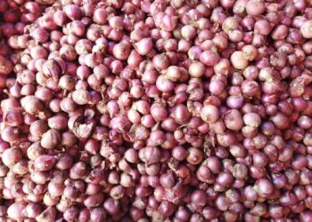 Harga Bawang Merah Anjlok, Sekilo Hanya Rp 7 Ribu