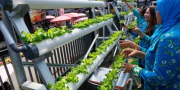 Intip Kisah BRInita di Jayapura, Urban Farming Jadi Gaya Baru Bertani di Lahan Sempit