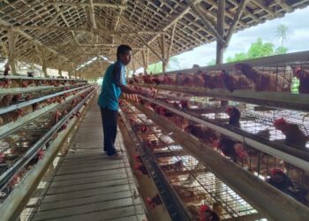 Awalnya Terhimpit Pandemi Kini Klaster Usaha Ini Berkembang Berkat Program BRI KlasterkuHidupku