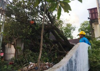 Akibat Angin Kencang, 26 Titik Pohon Tumbang Terjadi di Padang Dalam Rentang Waktu Satu Hari