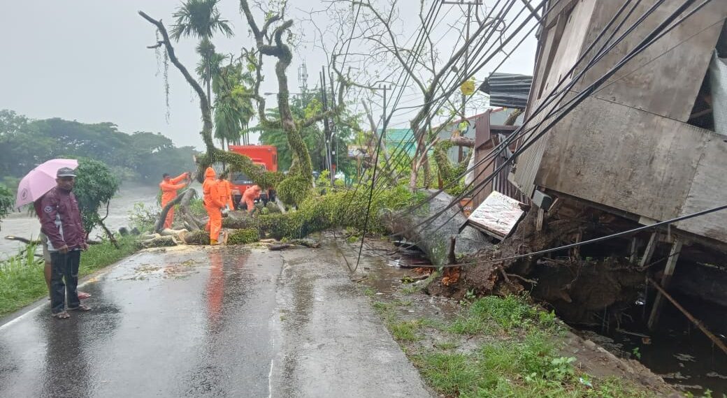 Pohon Tumbang Timpa Kabel Listrik Akibat Hujan Disertai Angin Kencang di Padang