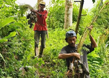 Penanaman Kaliandra Merah Bantuan Semen Padang di Tanjung Gadang Tingkatkan Pendapatan Masyarakat