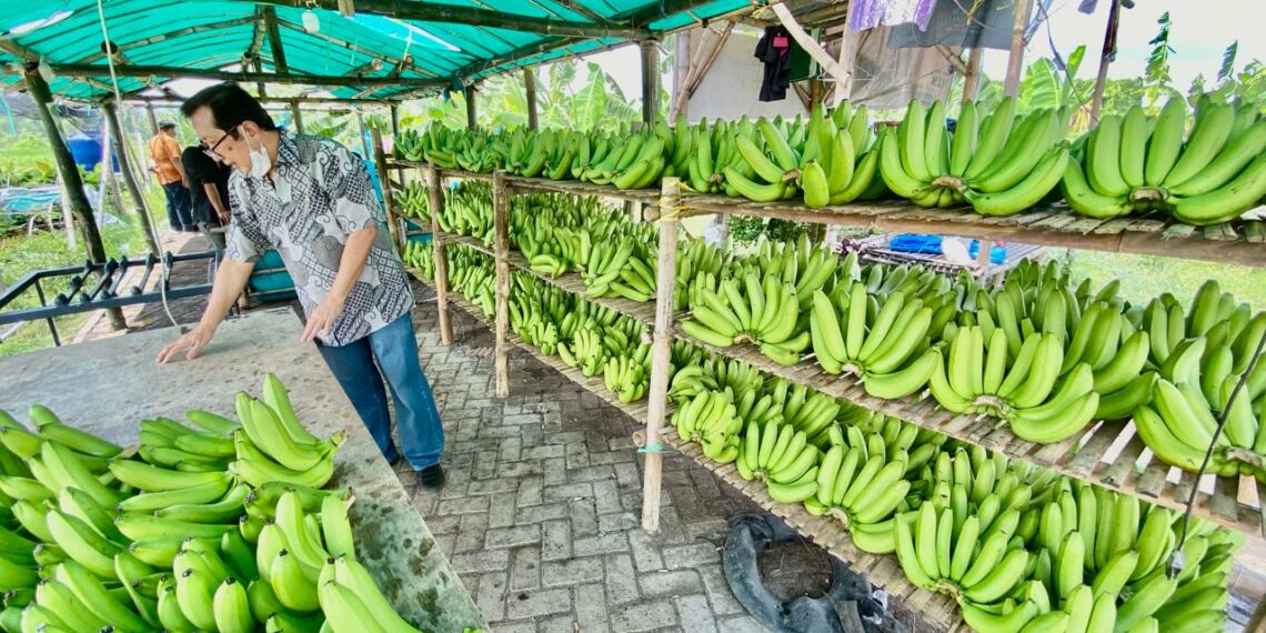 Cerita Klaster Pisang Cavendish di Pasuruan, dari Lahan Non Produktif Kini Jadi Lahan Usaha yang Terus Berkembang