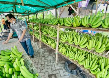 Cerita Klaster Pisang Cavendish di Pasuruan, dari Lahan Non Produktif Kini Jadi Lahan Usaha yang Terus Berkembang