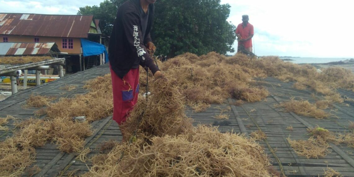 Klaster Usaha Rumput Laut Kampung Pogo, UMKM Binaan BRI yang Dorong Perekonomian Nelayan Pesisir Sulawesi Selatan