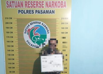 Satresnarkoba Polres Pasaman Ringkus Pengedar Narkoba, 250 Paket Ganja Disita