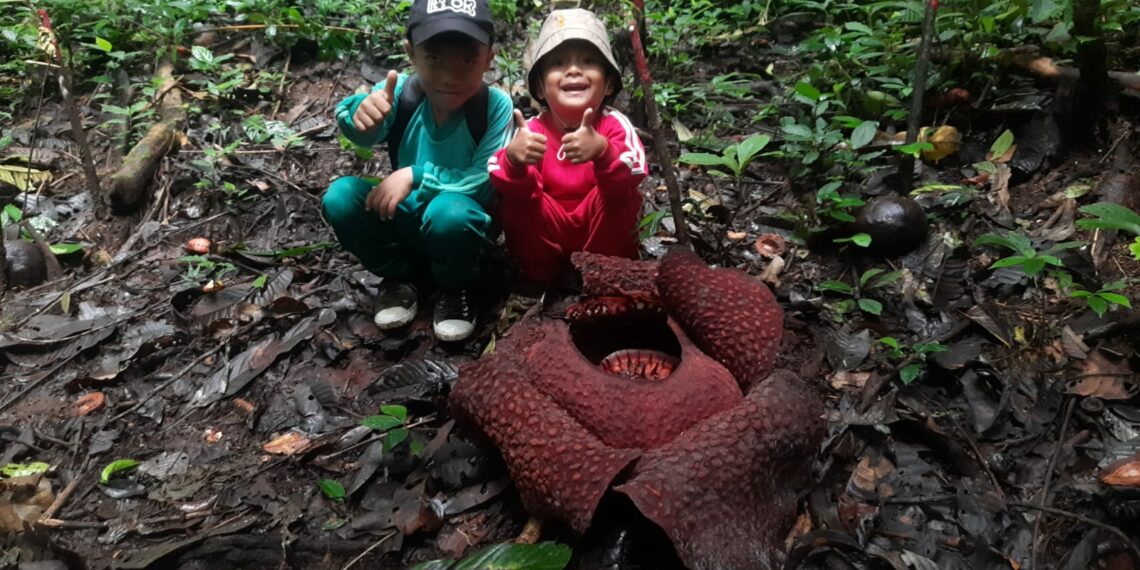 Keempat di Tahun 2024, Rafflesia Arnoldi Mekar di Gaduang Beo Saniangbaka